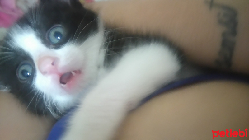 Cymric, Kedi  Ginger  fotoğrafı