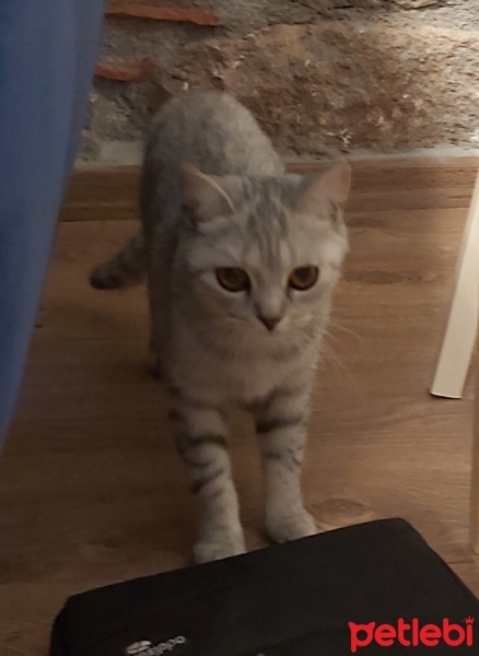 British Shorthair, Kedi  Boncuk fotoğrafı