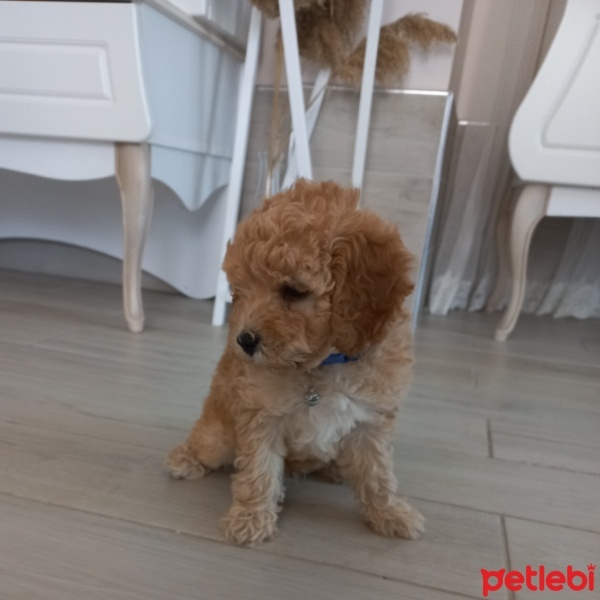 Poodle(Standart Kaniş), Köpek  Minik fotoğrafı