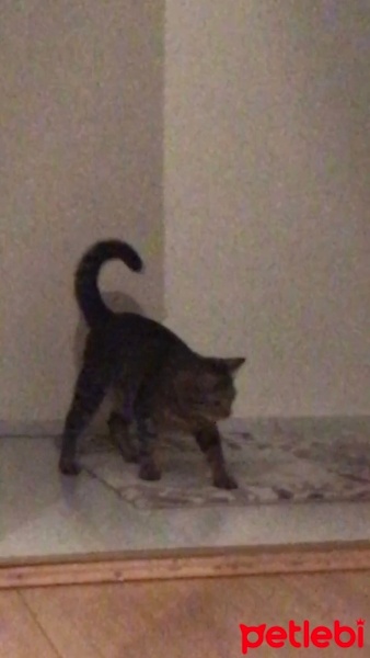 Tekir Kedi, Kedi  Biftek fotoğrafı
