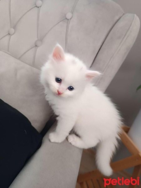 British Longhair, Kedi  Mia fotoğrafı
