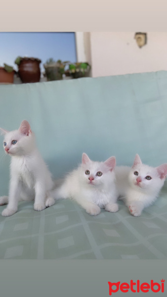 British Longhair, Kedi  Mia fotoğrafı