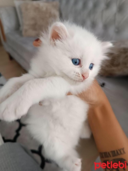 British Longhair, Kedi  Mia fotoğrafı