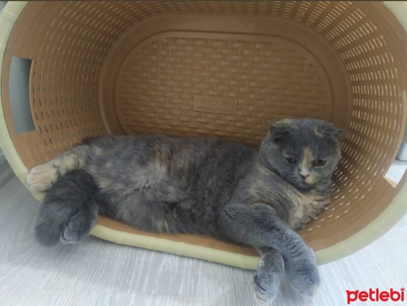 Scottish Fold, Kedi  Fıstık fotoğrafı