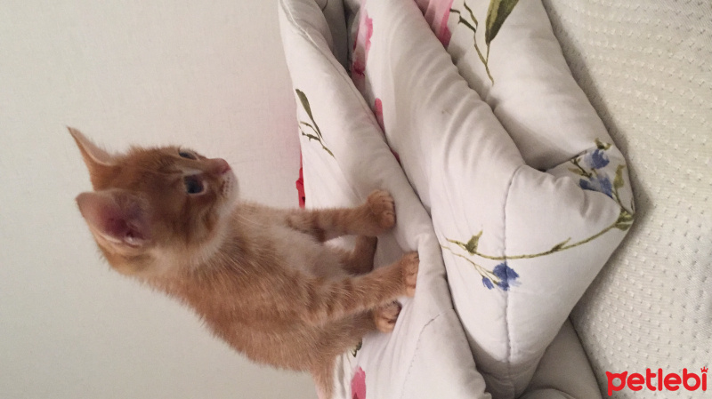 Tekir Kedi, Kedi  Juti fotoğrafı