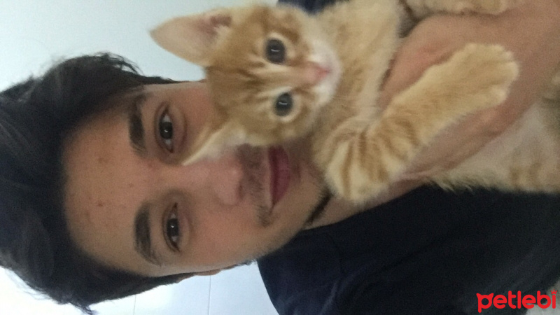 Tekir Kedi, Kedi  Juti fotoğrafı