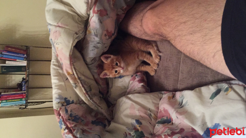 Tekir Kedi, Kedi  Juti fotoğrafı