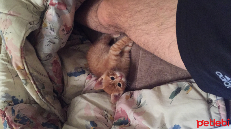 Tekir Kedi, Kedi  Juti fotoğrafı