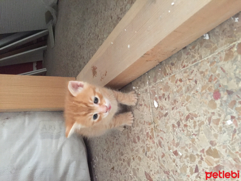 Tekir Kedi, Kedi  Juti fotoğrafı