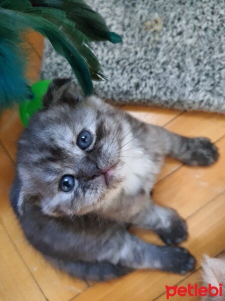 Scottish Fold, Kedi  Gece fotoğrafı