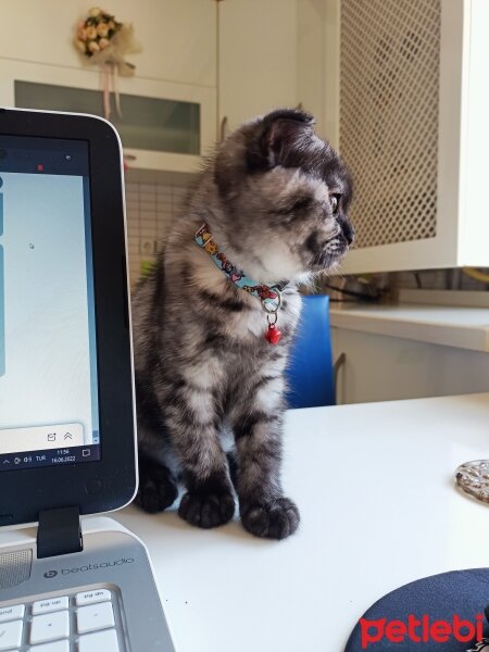 Scottish Fold, Kedi  Gece fotoğrafı