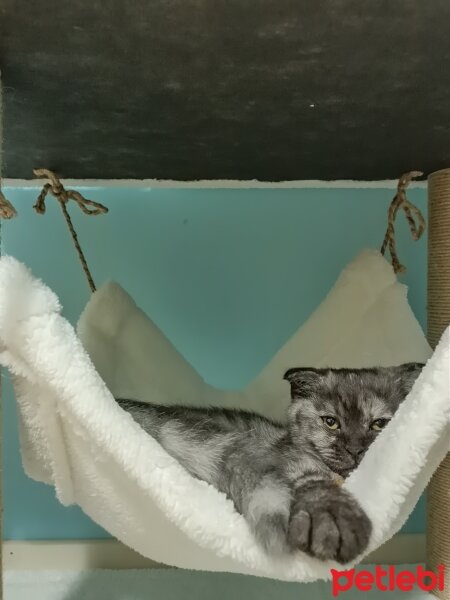 Scottish Fold, Kedi  Gece fotoğrafı