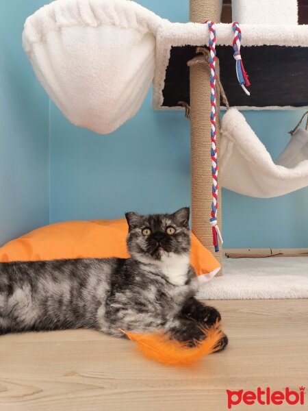 Scottish Fold, Kedi  Gece fotoğrafı