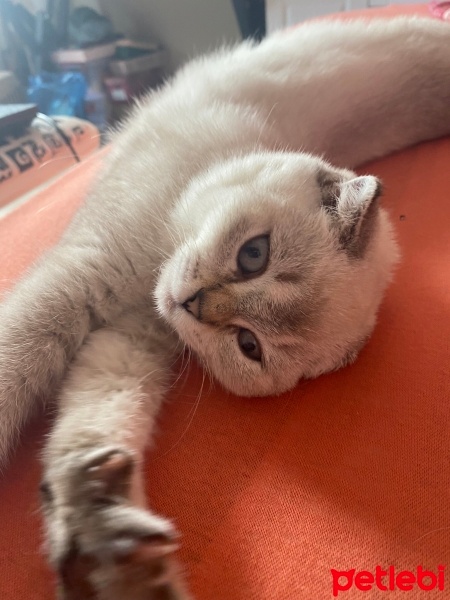 Scottish Fold, Kedi  Sütlaç fotoğrafı