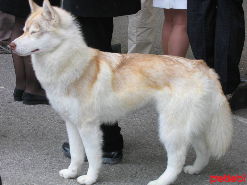 Sibirya Kurdu (Husky), Köpek  maviş fotoğrafı
