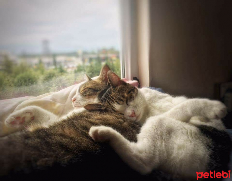 Siyam Kedisi, Kedi  Mircan fotoğrafı