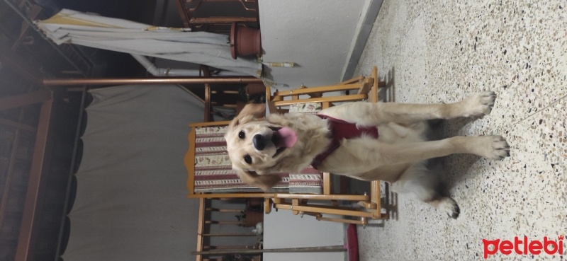 Golden Retriever, Köpek  Sage fotoğrafı