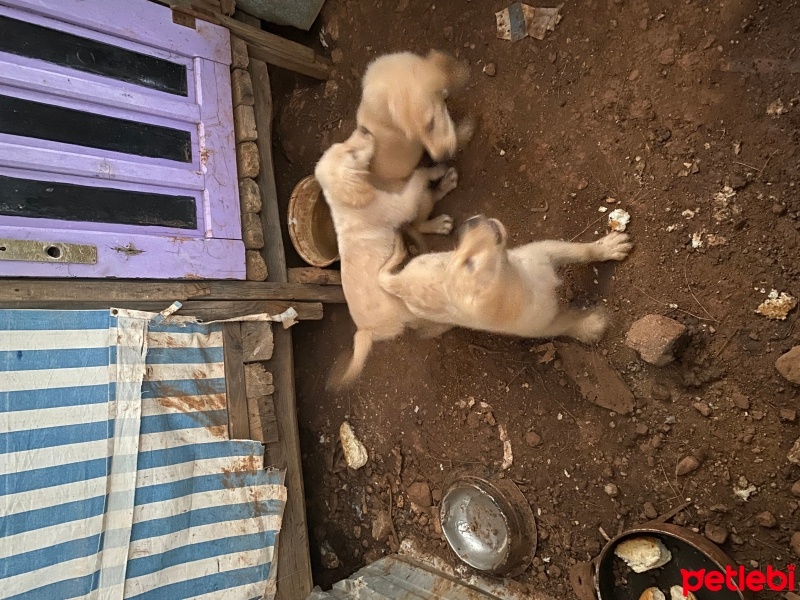 Golden Retriever, Köpek  Golden fotoğrafı