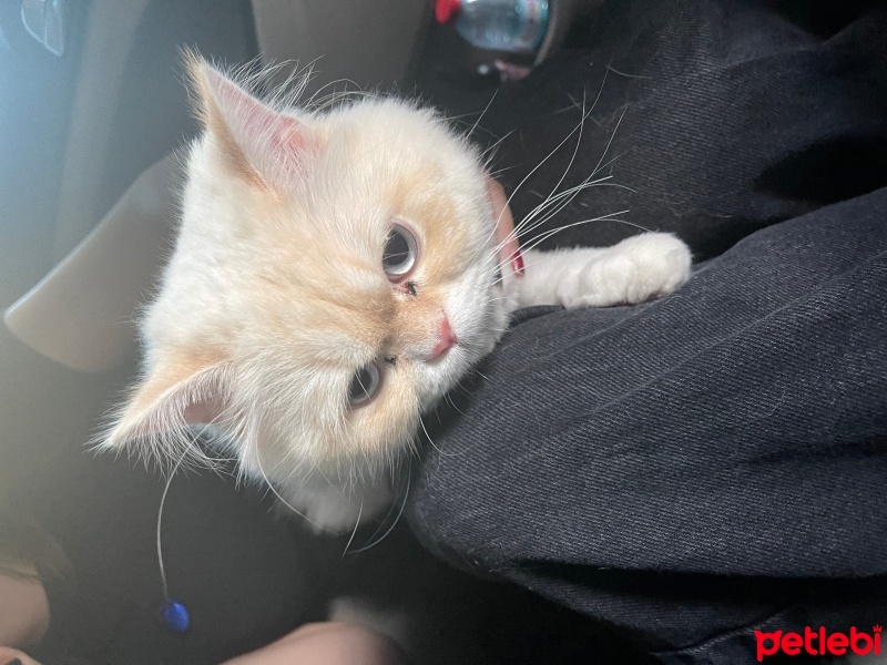 British Longhair, Kedi  pati fotoğrafı