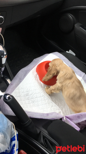 Amerikan Cocker Spaniel, Köpek  Ceka  fotoğrafı
