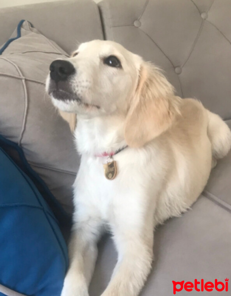Golden Retriever, Köpek  Olive fotoğrafı