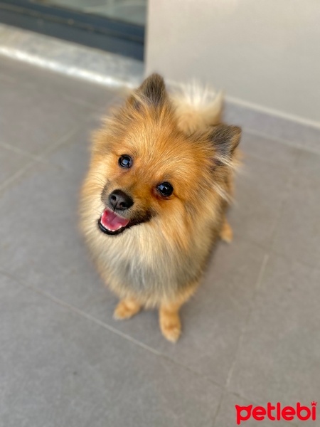 Pomeranyalı, Köpek  Kane fotoğrafı
