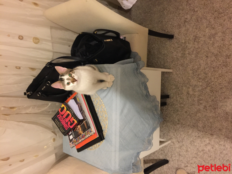 Tekir Kedi, Kedi  Çiko fotoğrafı