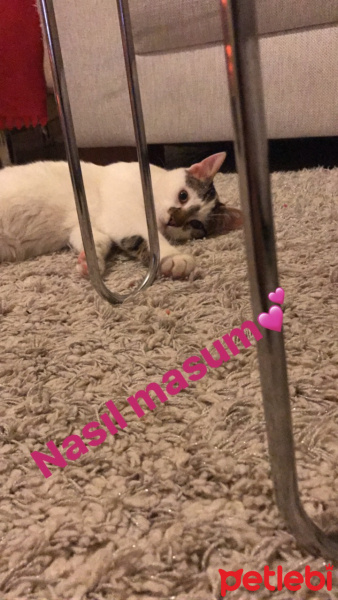 Tekir Kedi, Kedi  Çiko fotoğrafı