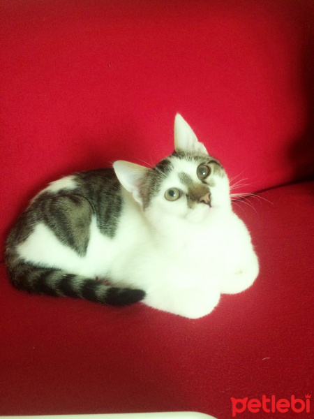 Tekir Kedi, Kedi  Çiko fotoğrafı
