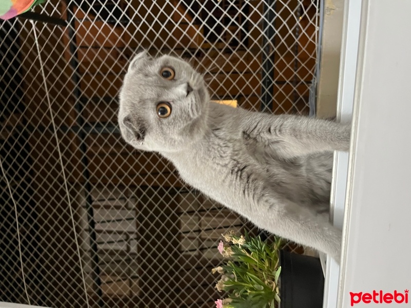 Scottish Fold, Kedi  Balım fotoğrafı