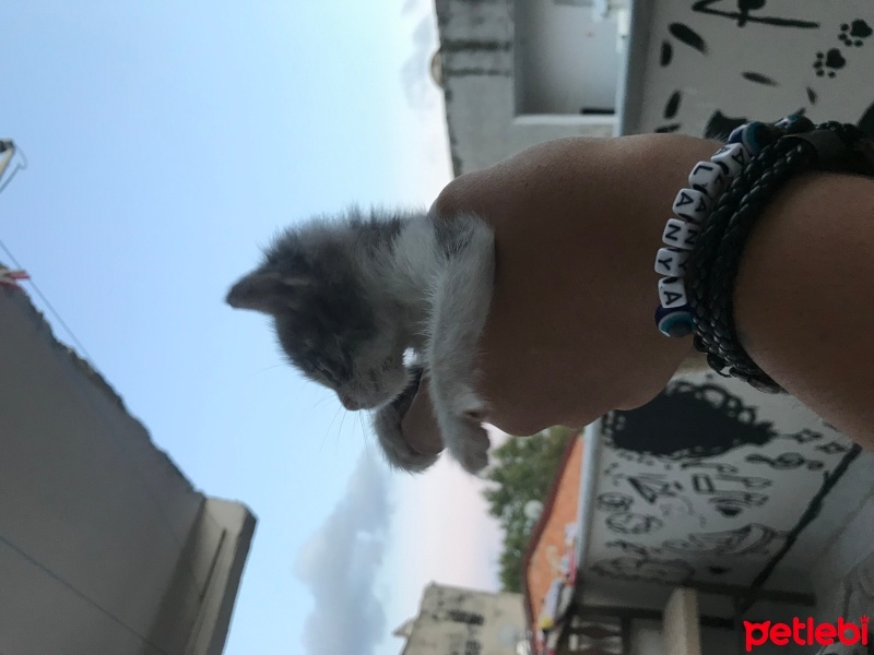 Tekir Kedi, Kedi  Balım fotoğrafı