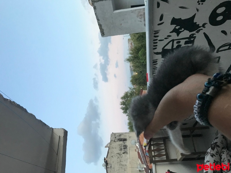 Tekir Kedi, Kedi  Balım fotoğrafı