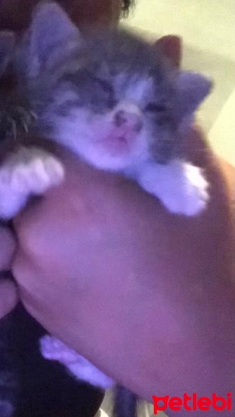 Tekir Kedi, Kedi  Balım fotoğrafı