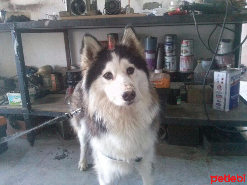 Sibirya Kurdu (Husky), Köpek  PAŞA fotoğrafı
