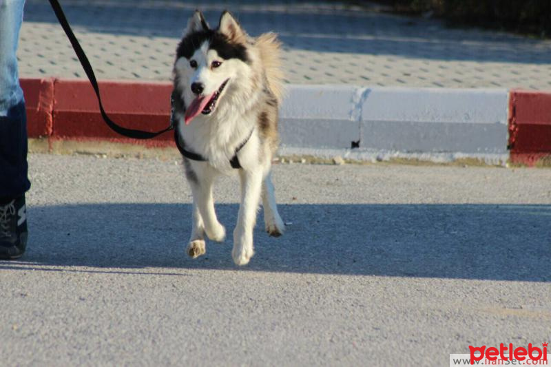 Sibirya Kurdu (Husky), Köpek  PAŞA fotoğrafı
