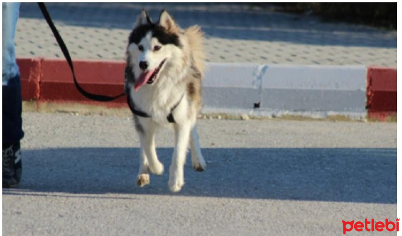 Sibirya Kurdu (Husky), Köpek  PAŞA fotoğrafı