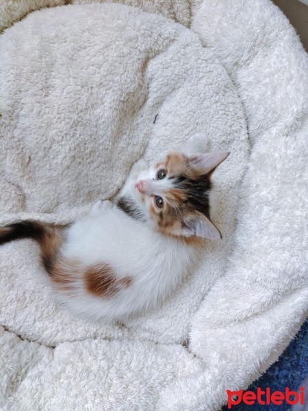 Tekir Kedi, Kedi  SAKIZ fotoğrafı