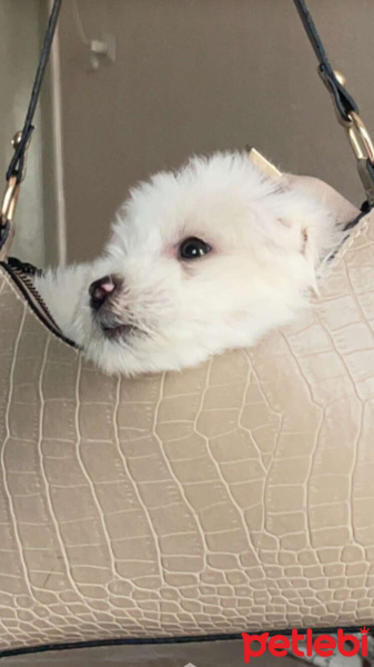 Maltese, Köpek  Heniy fotoğrafı