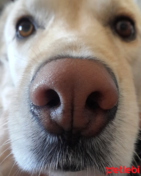 Labrador Retriever, Köpek  Baileys fotoğrafı