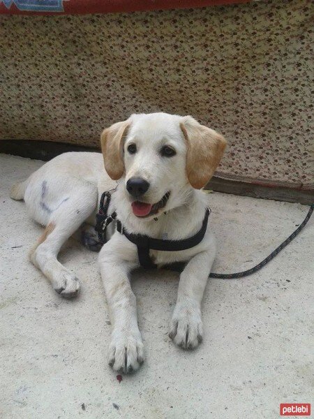 Golden Retriever, Köpek  Tarçın fotoğrafı