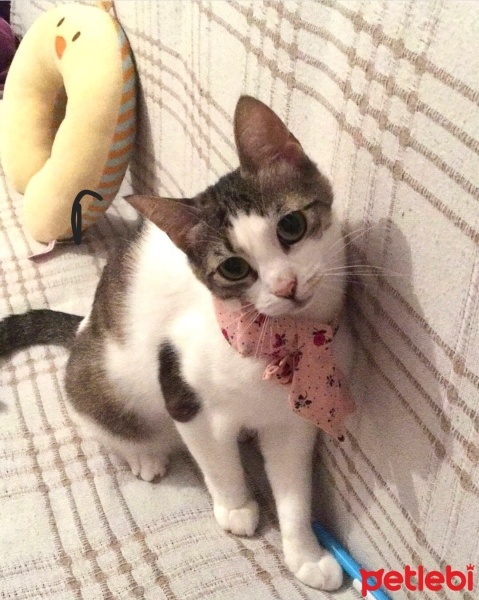 Tekir Kedi, Kedi  Arya fotoğrafı