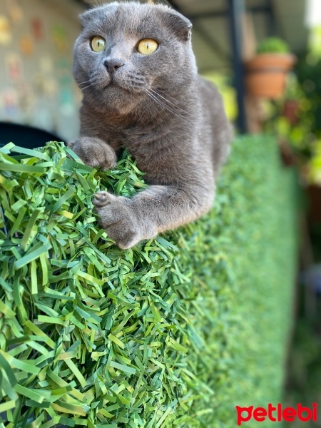 Scottish Fold, Kedi  Gölge fotoğrafı
