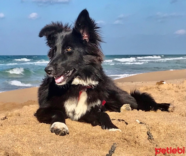 Border Collie, Köpek  Bonie fotoğrafı