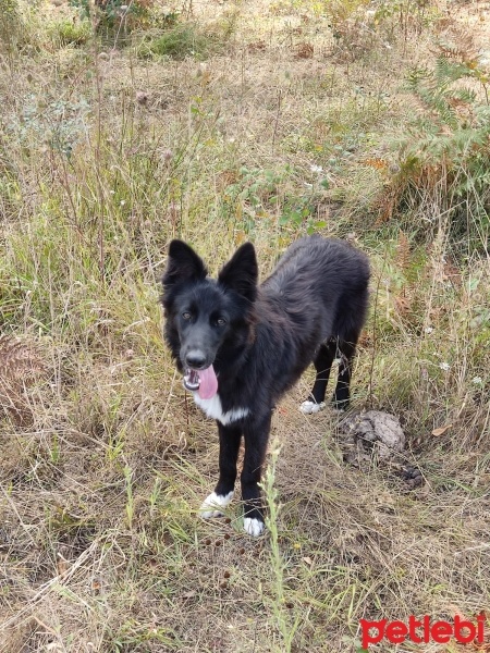 Border Collie, Köpek  Bonie fotoğrafı