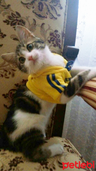 Tekir Kedi, Kedi  Badem fotoğrafı