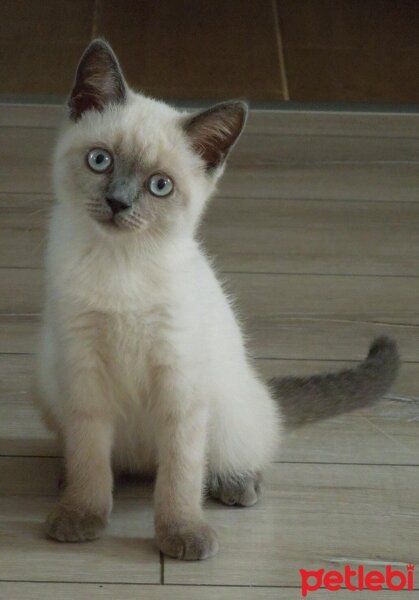 British Shorthair, Kedi  Maya fotoğrafı