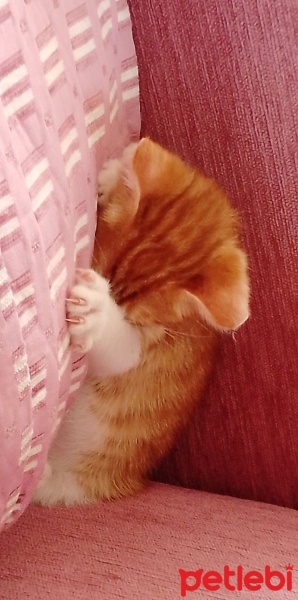 Sarman, Kedi  Mandalina fotoğrafı