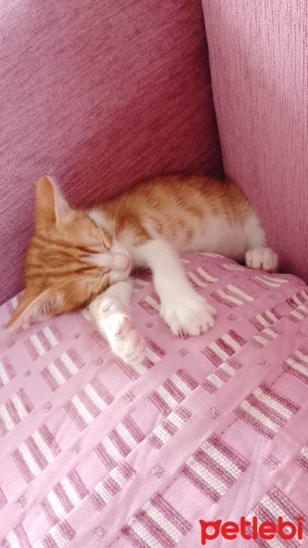 Sarman, Kedi  Mandalina fotoğrafı