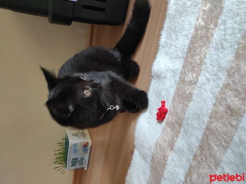 British Shorthair, Kedi  Zeytin fotoğrafı