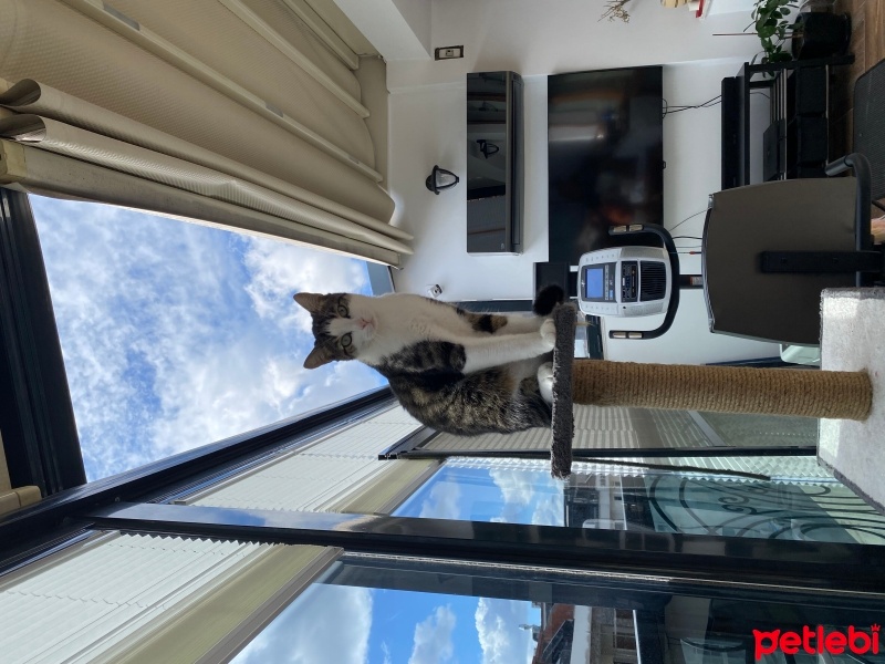 Tekir Kedi, Kedi  Minnoş fotoğrafı